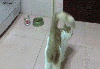 04 Katze Tiere Humor -  Fun 