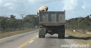 01 Pigs - Bushpigs Animals Humor -  Fun 