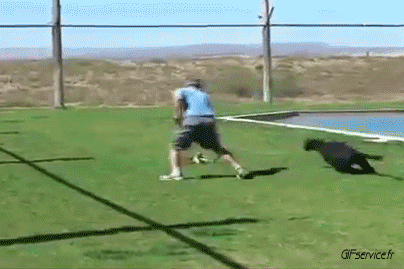 01 Panther Tiere Humor -  Fun 