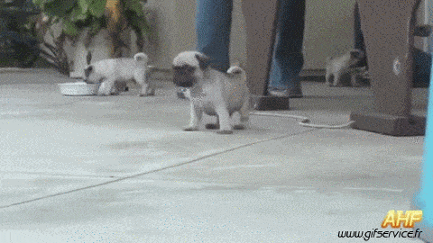 Serie 03 Chiens Animaux Humour - Fun 