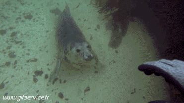 01 Focas lobo marino Animales Humor - Fun 