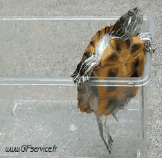 01 Turtles Animals Humor -  Fun 