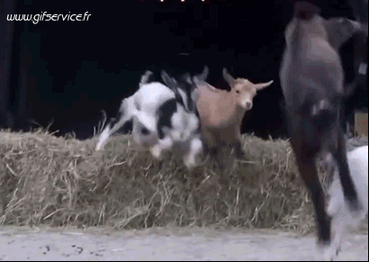 01 Cabras - Perilla Animales Humor - Fun 