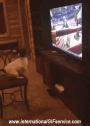 Serie 01 Chiens Animaux Humour - Fun 