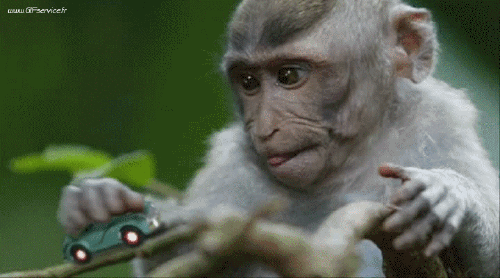 01 Monos Animales Humor - Fun 