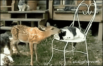 01 Deer - Fawn Animals Humor -  Fun 