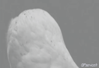 Rapace & Nocturne Oiseaux Animaux Humour - Fun 