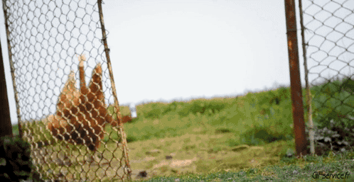 Gallos - Gallinas Pájaros Animales Humor - Fun 