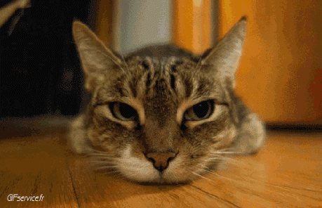 05 Gatos Animales Humor - Fun 