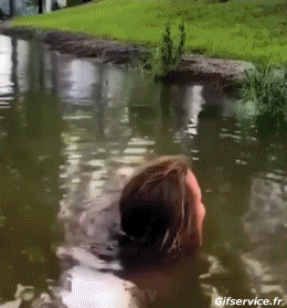 01 Fisch Tiere Humor -  Fun 