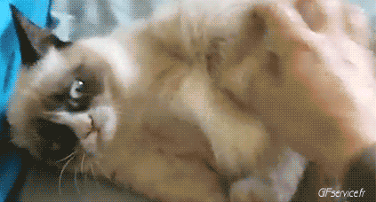 05 Gatos Animales Humor - Fun 