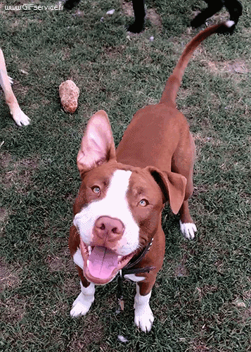 03 Perros Animales Humor - Fun 