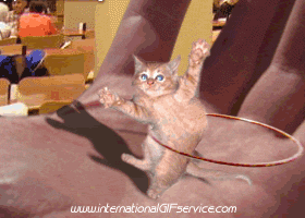 01 Cats Animals Humor -  Fun 