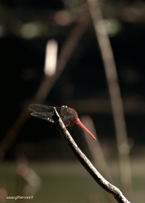 01 Insectos Animales Humor - Fun 