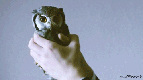 Rapace & Nocturne Oiseaux Animaux Humour - Fun 