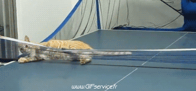 03 Katze Tiere Humor -  Fun 