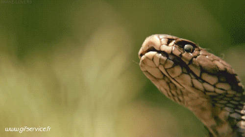 01 Schlangen Tiere Humor -  Fun 