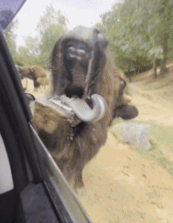 01 Bisontes Animales Humor - Fun 