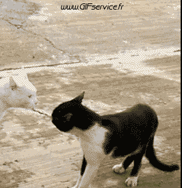 02 Gatos Animales Humor - Fun 