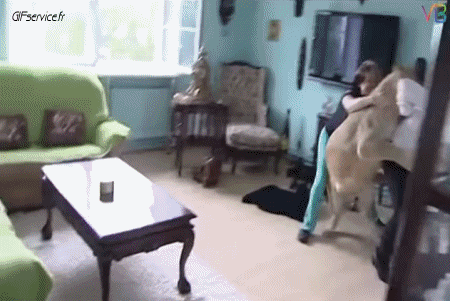 01 Leones Animales Humor - Fun 