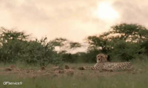 01 Guépard Animaux Humour - Fun 