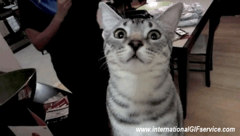 Serie 01 Chats Animaux Humour - Fun 