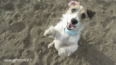 03 Hunde Tiere Humor -  Fun 