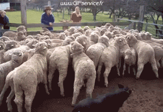 Serie 02 Chiens Animaux Humour - Fun 