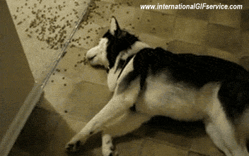 Serie 01 Chiens Animaux Humour - Fun 