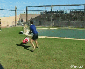 01 Tigers Animals Humor -  Fun 