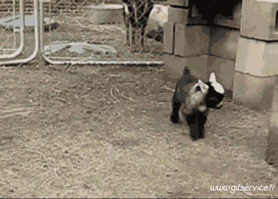 Serie 01 Chévres Bouc Animaux Humour - Fun 