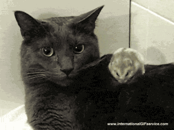 Serie 01 Chats Animaux Humour - Fun 