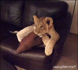 01 Leoni Animali Umorismo -  Fun 