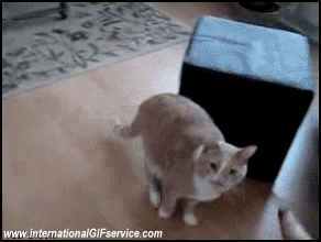 01 Katze Tiere Humor -  Fun 