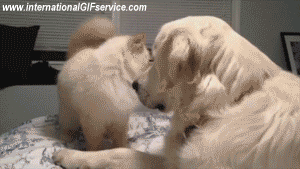 01 Perros Animales Humor - Fun 