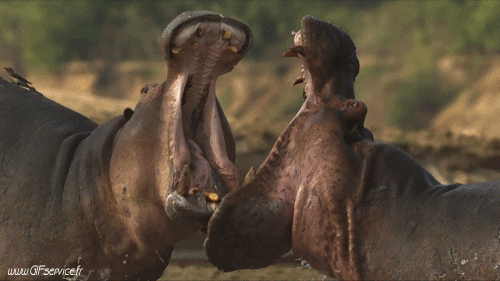 01 Hippopotamus Animals Humor -  Fun 