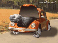 01 Tartarughe Animali Umorismo -  Fun 