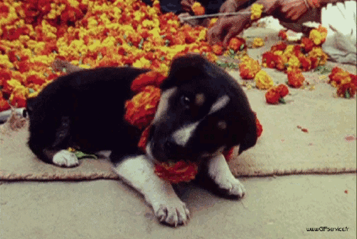 03 Hunde Tiere Humor -  Fun 