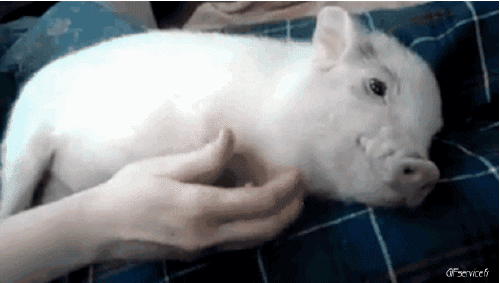 Serie 02 Schweine - Wildschweine Tiere Humor -  Fun 