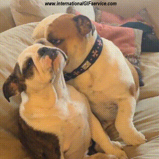 01 Dogs Animals Humor -  Fun 