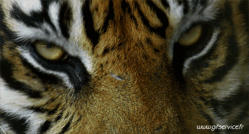 01 Tigers Animals Humor -  Fun 