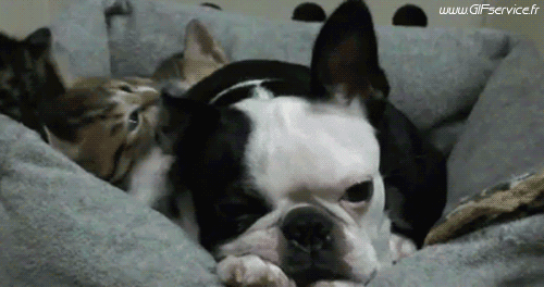 03 Katze Tiere Humor -  Fun 