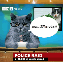 01 Gatos Animales Humor - Fun 