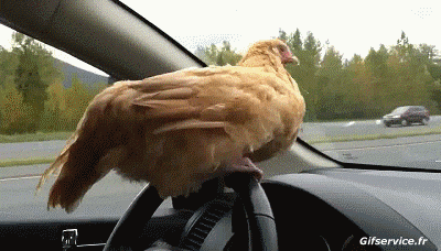 Coqs - Poules Oiseaux Animaux Humour - Fun 