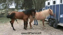Serie 01 Chevaux Animaux Humour - Fun 