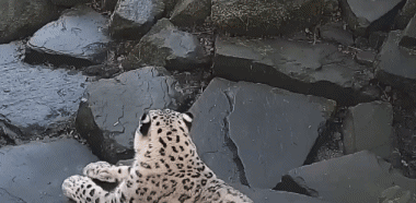 01 Panteras Animales Humor - Fun 