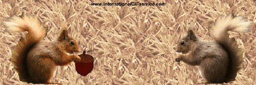 01 Squirrels Animals Humor -  Fun 