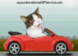 01 Katze Tiere Humor -  Fun 