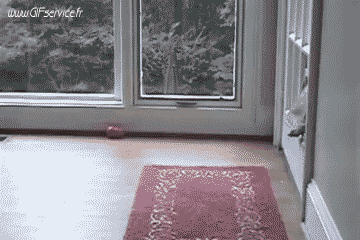 02 Hunde Tiere Humor -  Fun 