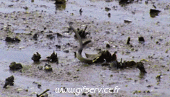 01 Serpenti Animali Umorismo -  Fun 